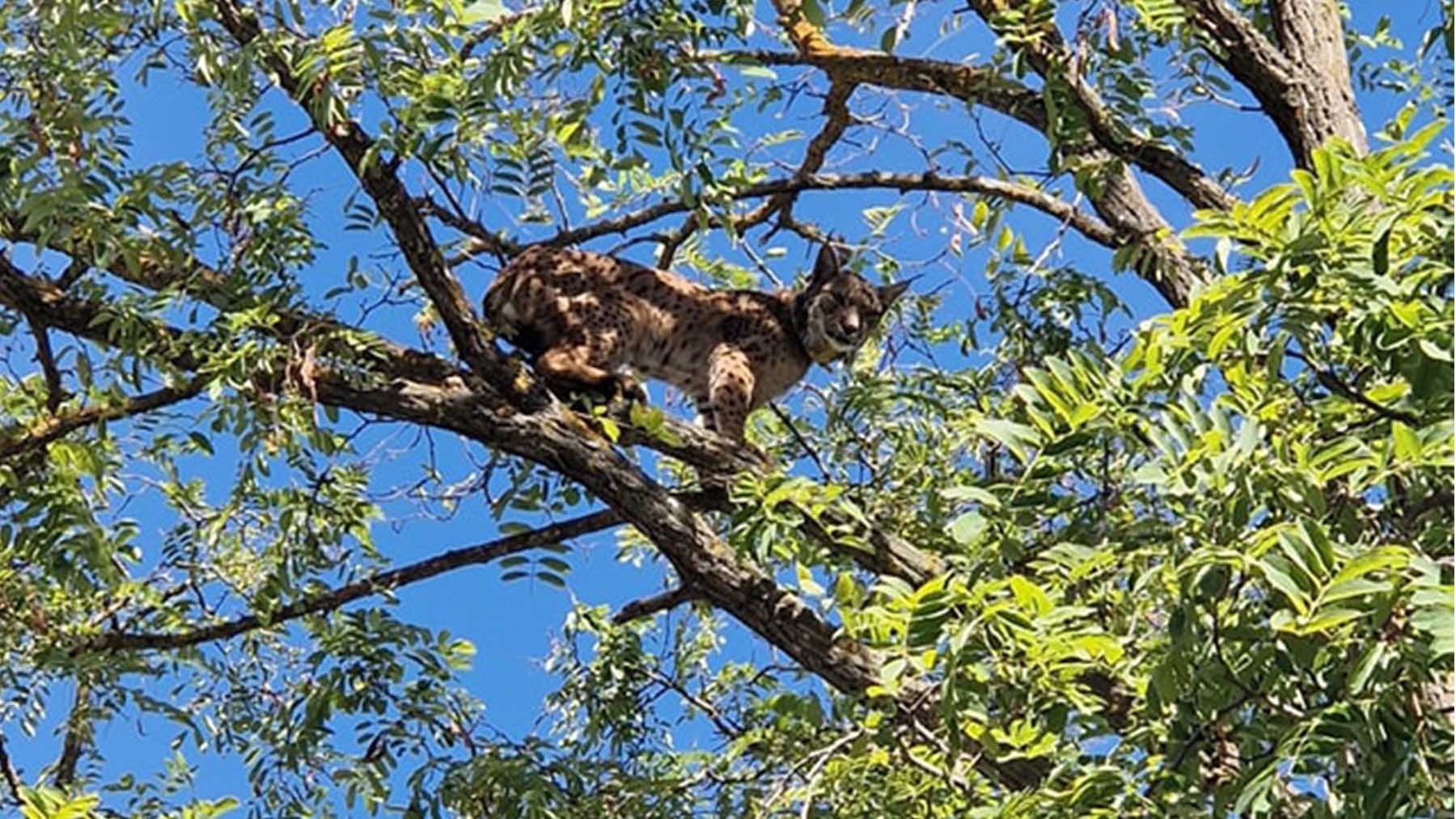 Capturan un lince ibérico subido al árbol de un chalé en Úbeda (Jaén).