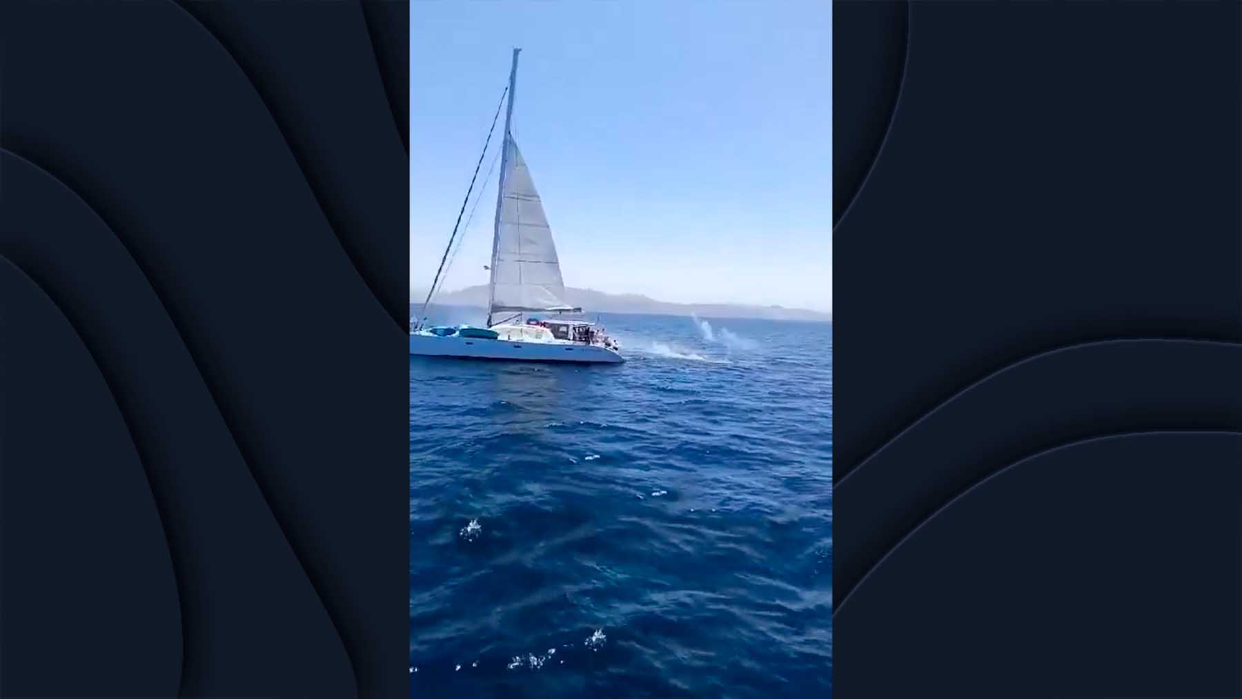 Un velero se lía a tiros contra un grupo de orcas en el Estrecho.