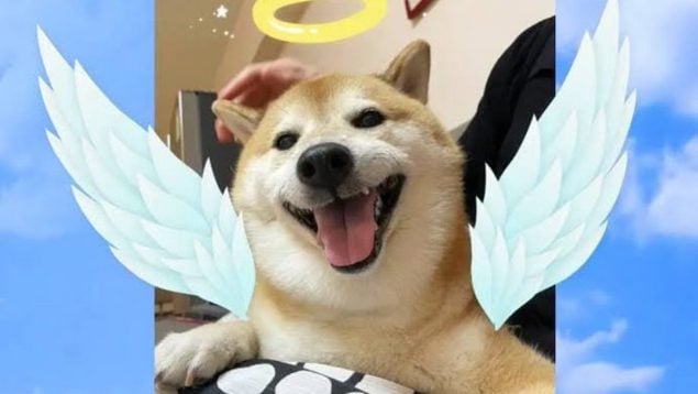 Las redes recuerdan al perro más famoso de los memes, Balltze, fallecido en una cirugía