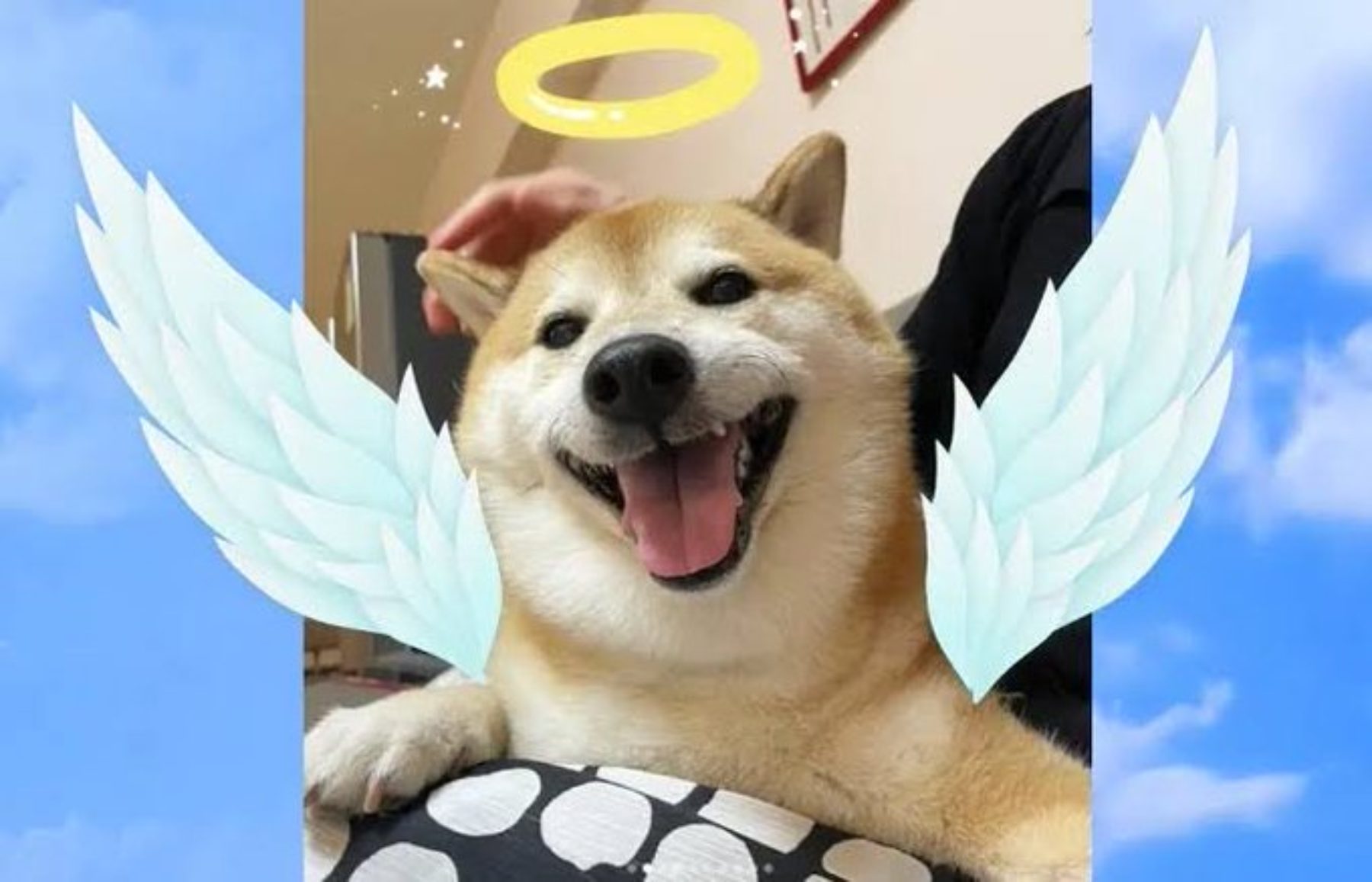 Las redes recuerdan al perro más famoso de los memes, Balltze, fallecido en una cirugía