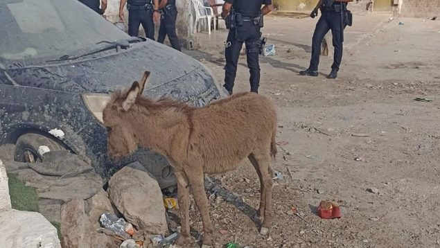 La Policía Nacional encuentra a un burro caminando por las calles de Son Banya