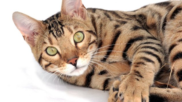 Un veterinario recomienda no tener estas 4 razas de gatos