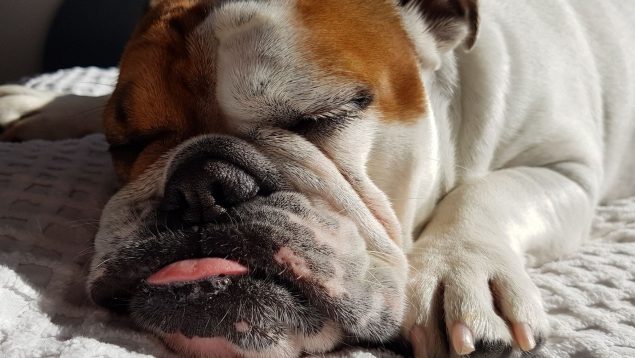 La ciencia averigua por qué tu perro siempre quiere dormir contigo