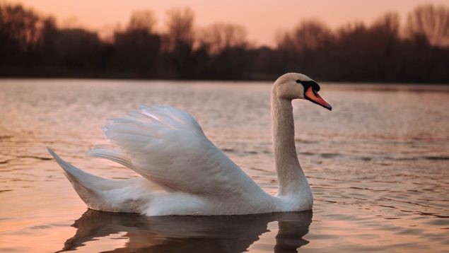 15 frases sobre cisnes para reflexionar sobre ellos