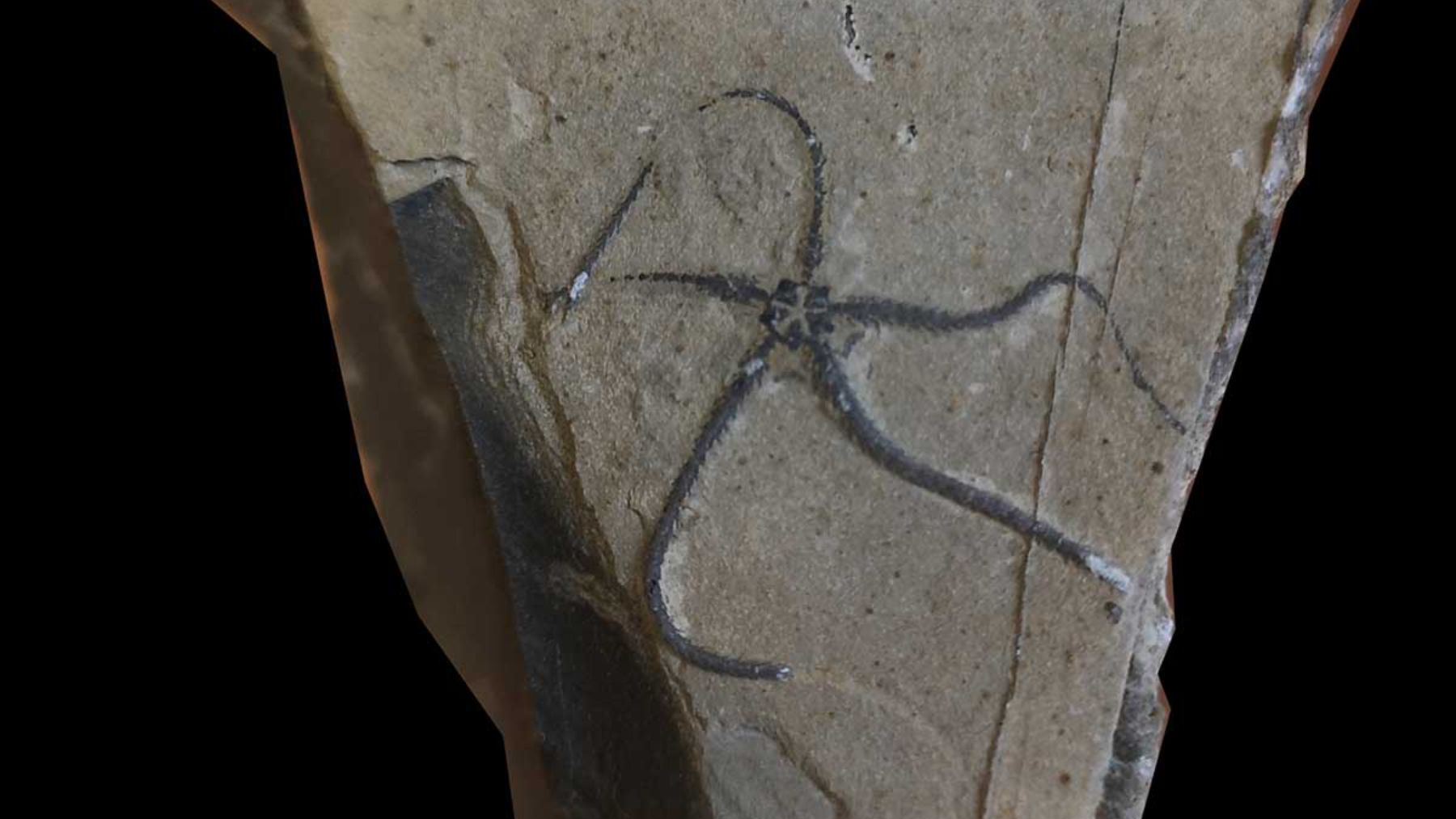 Descubre la especie de estrella de mar del jurásico que ha sido descubierta / Foto: @Museojurasico