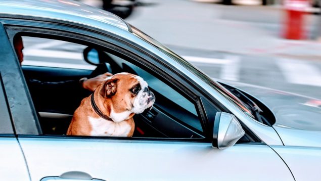 La vuelta de vacaciones en coche y tu perro: 500 euros si no haces esto en el viaje