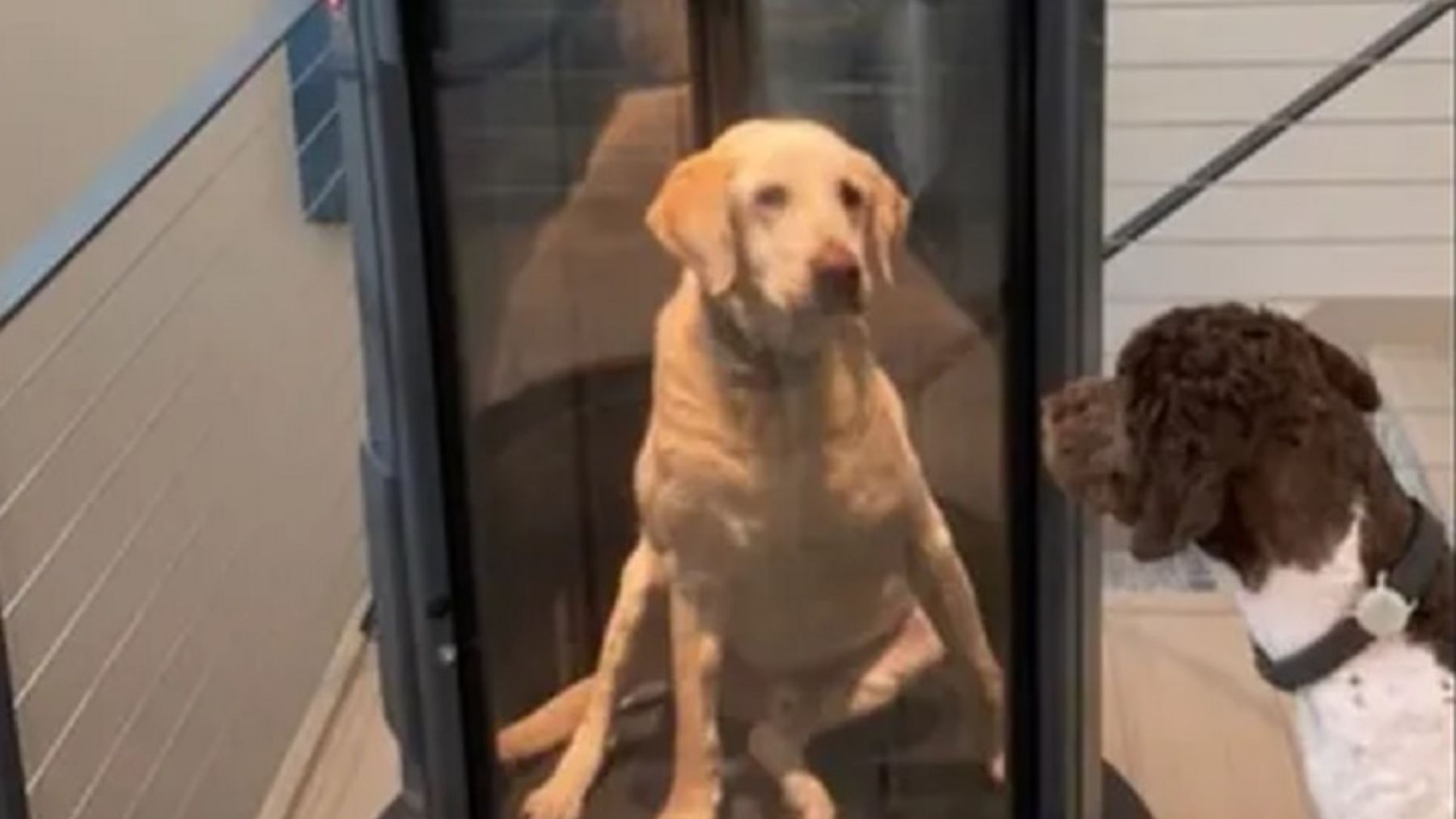 Este perro no podía subir escaleras… y le hicieron un ascensor para él. Se necesita mucho dinero pero es precioso