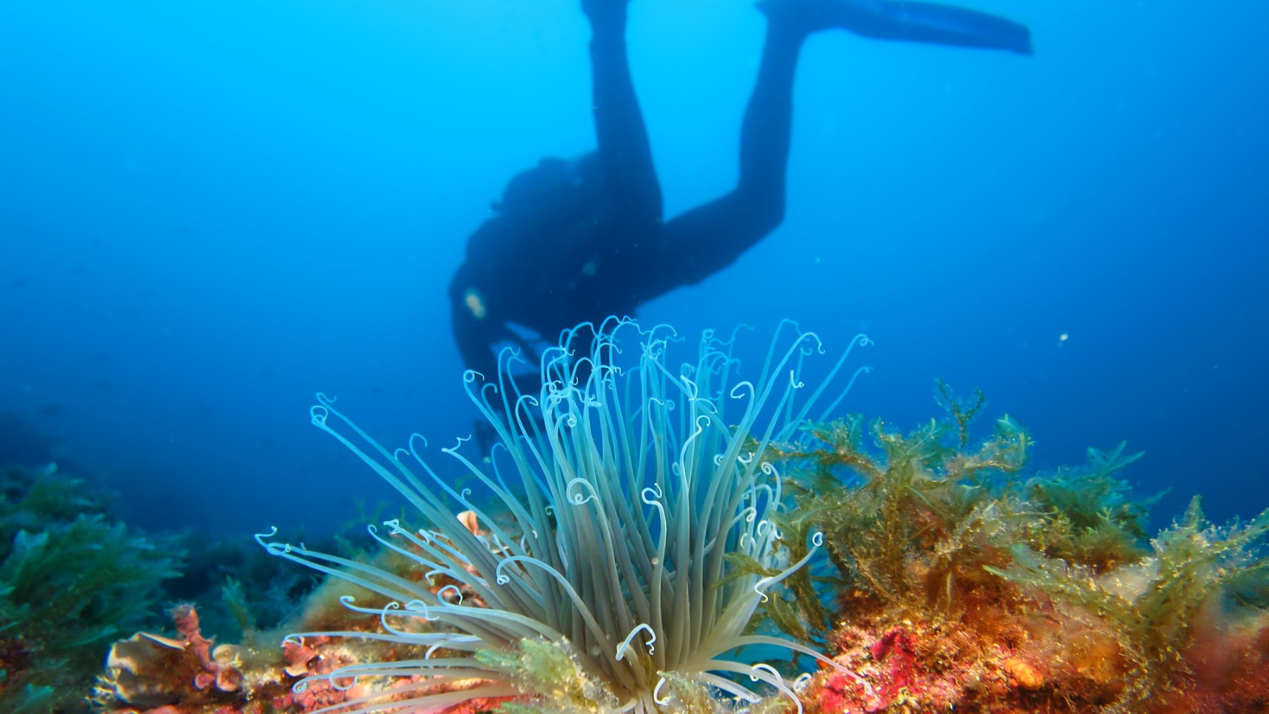 Ecosistemas como los corales y las praderas de posidonia son imprescindibles para preservar los ecosistemas marinos