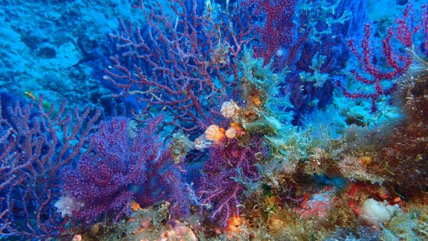 Corales en Ibiza