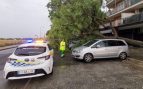 Un árbol caído en Palma como consecuencia de la tormenta.