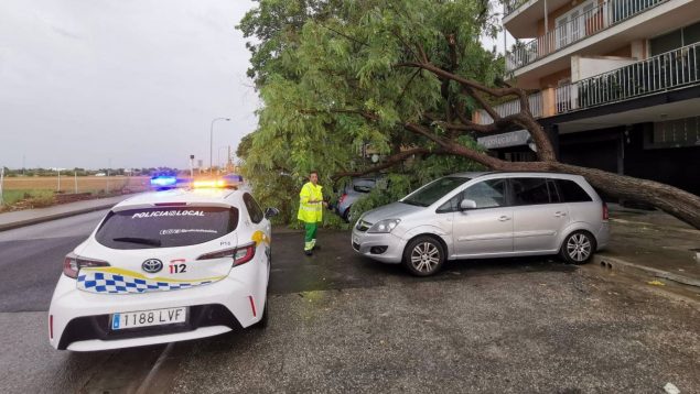 Un árbol caído en Palma como consecuencia de la tormenta.