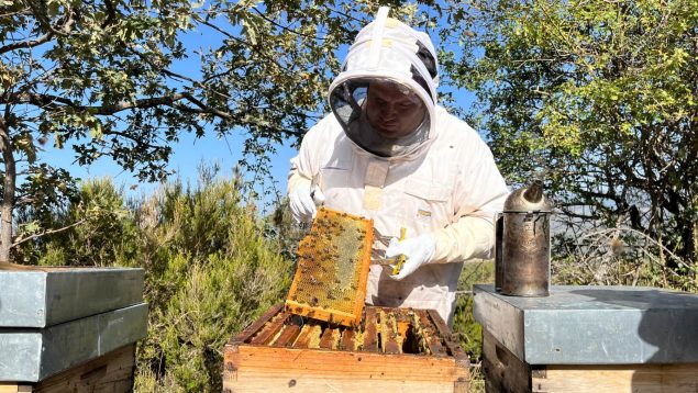 Ahumador apicultura