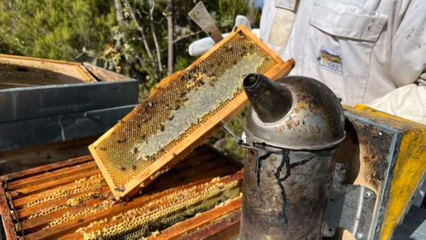 ahumador apicultura manejo inciendios
