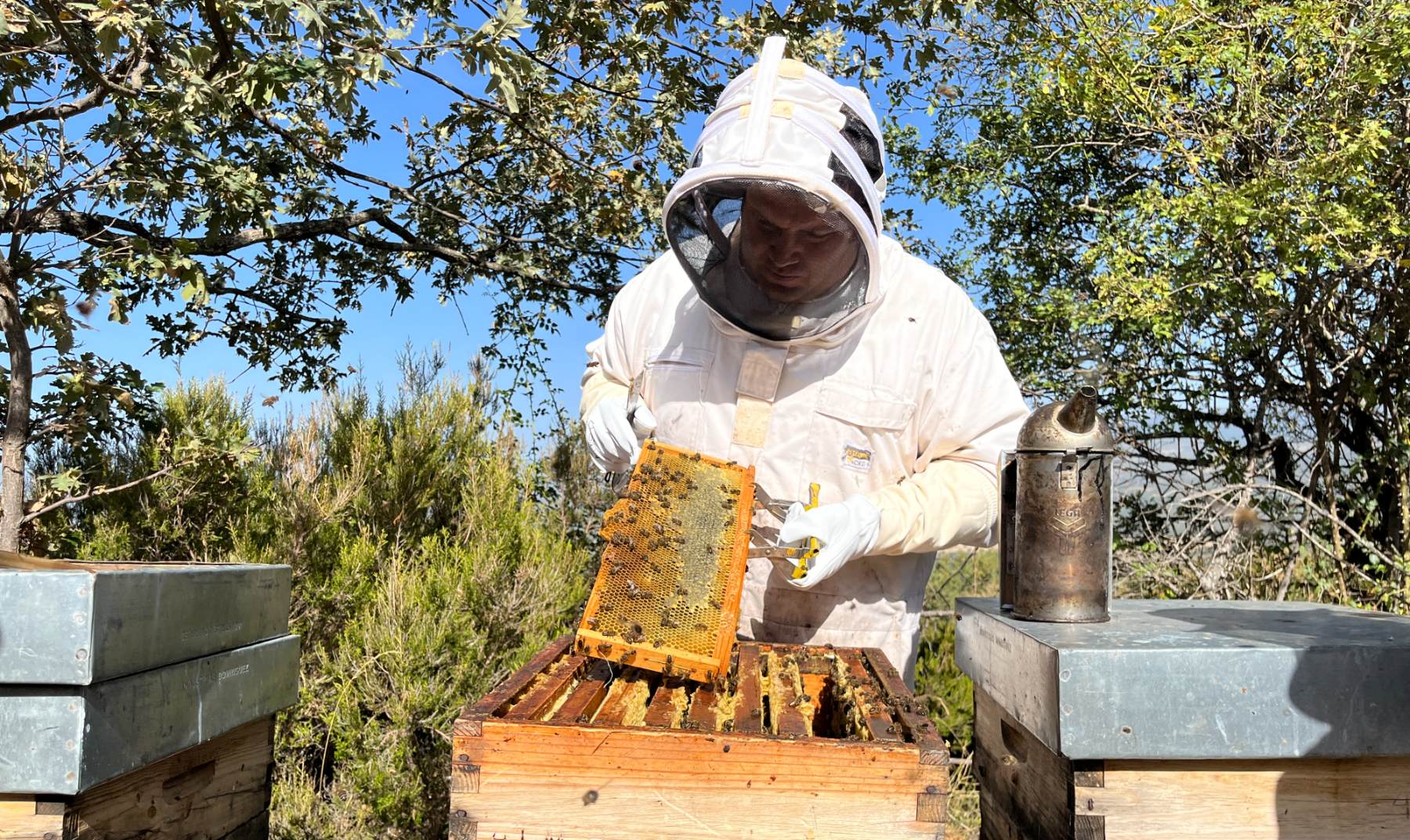 Utilizar correctamente un ahumador en la apicultura evita los incendios
