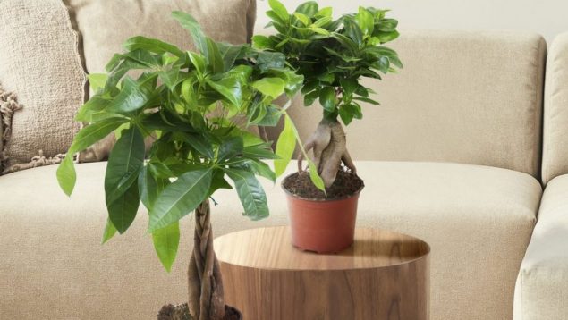 plantas Aldi