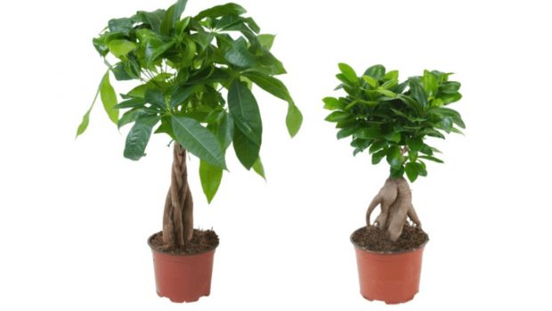 plantas Aldi