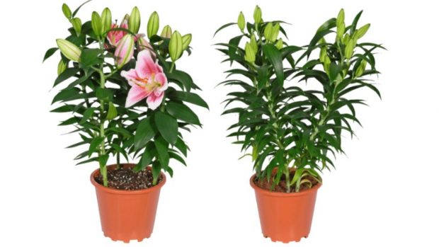 plantas Aldi