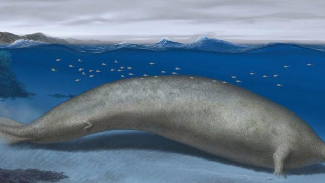 Animal marino gigante
