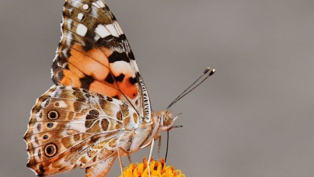 Las 15 mejores frases de mariposas para reflexionar