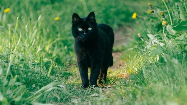 Los datos más sorprendentes de los gatos negros