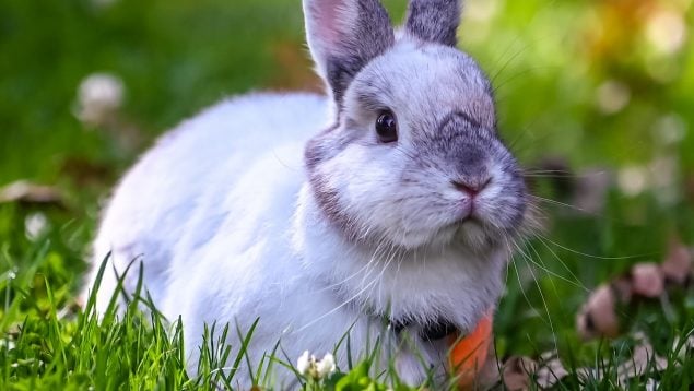 Esta es la razón por la que la Ley de Bienestar Animal prohíbe tener conejos en casa