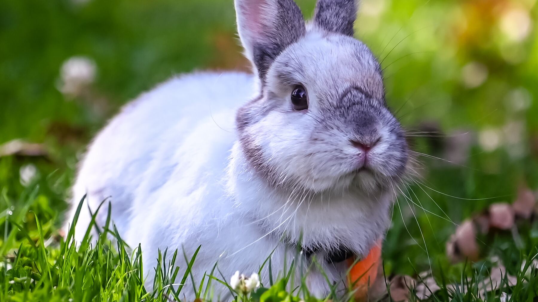 Hallazgo inaudito: encuentran un animal que creían extinto desde hace 120 años y nadie puede creerlo