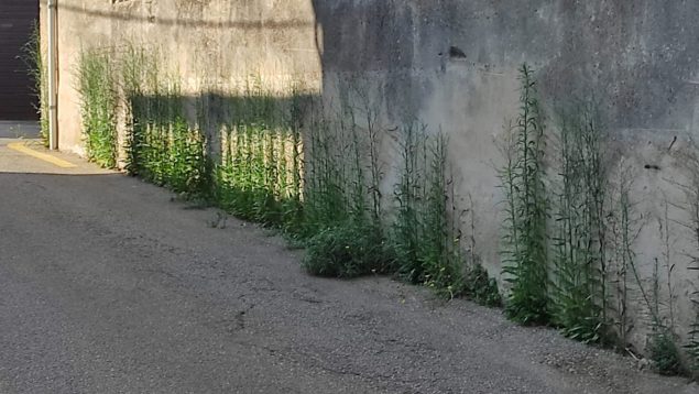 Imagen de una calle del municipio de Lloret de Vistalegre.