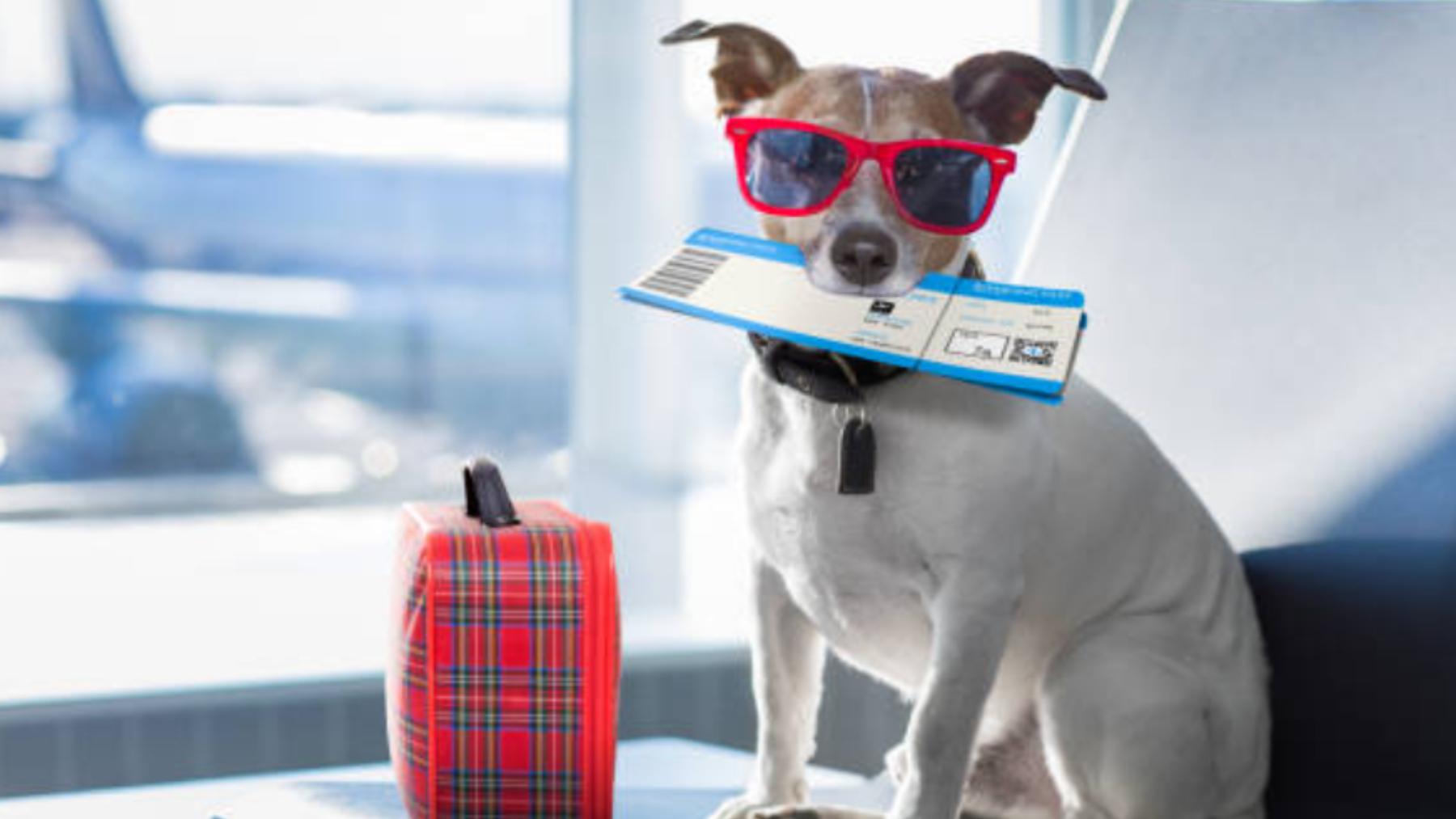 ¿Puede una aerolínea obligarte a separarte de tu perro en un vuelo?