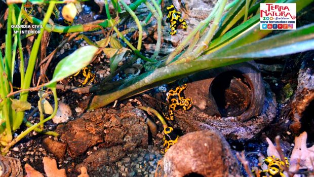 Ranas flecha de cabeza amarilla