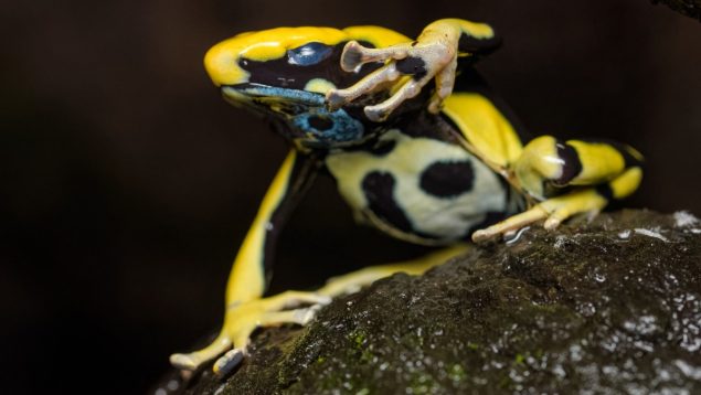 Ranas venenosas