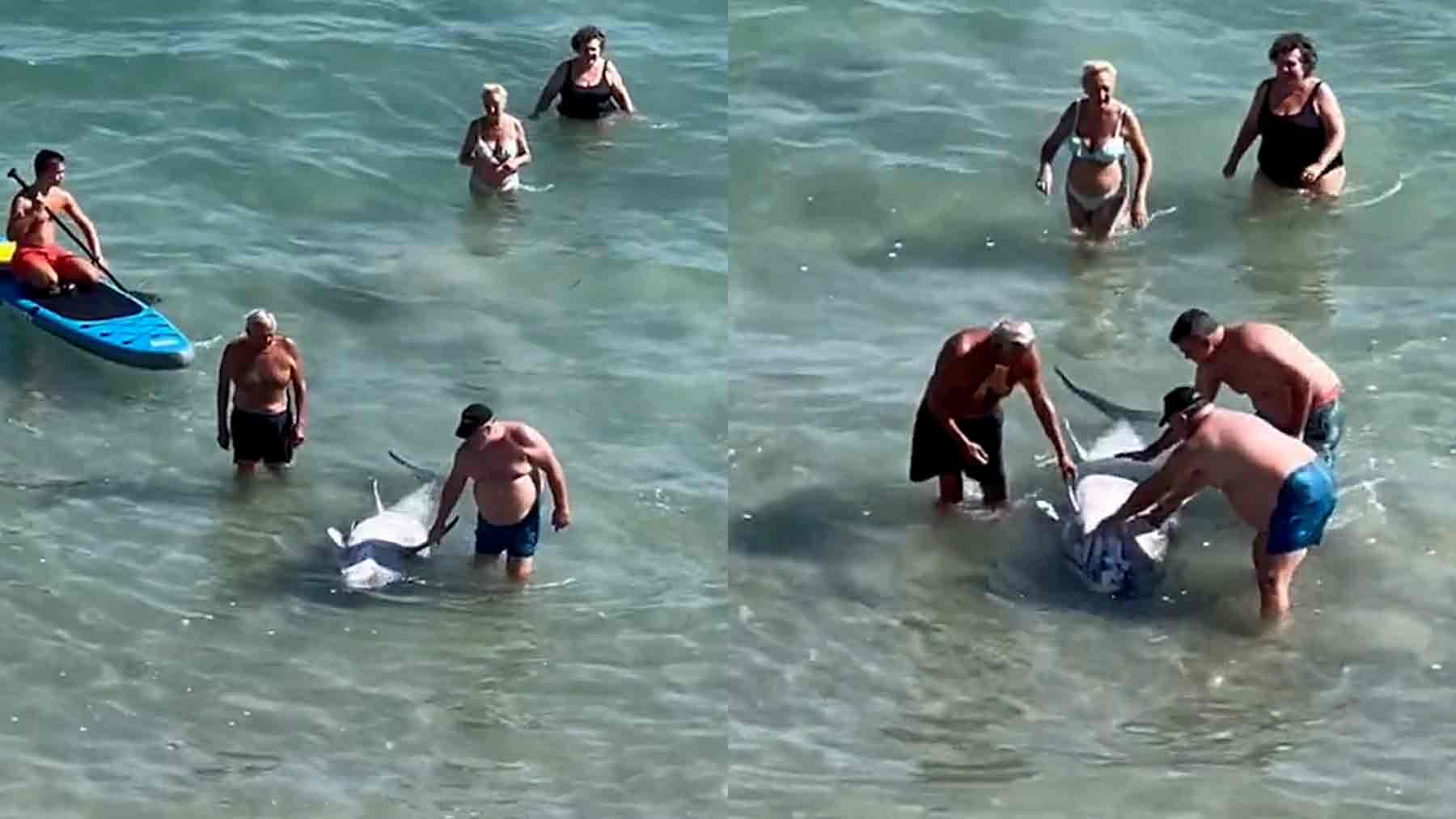 Bañistas sacan a un atún muerto de una playa en La Manga