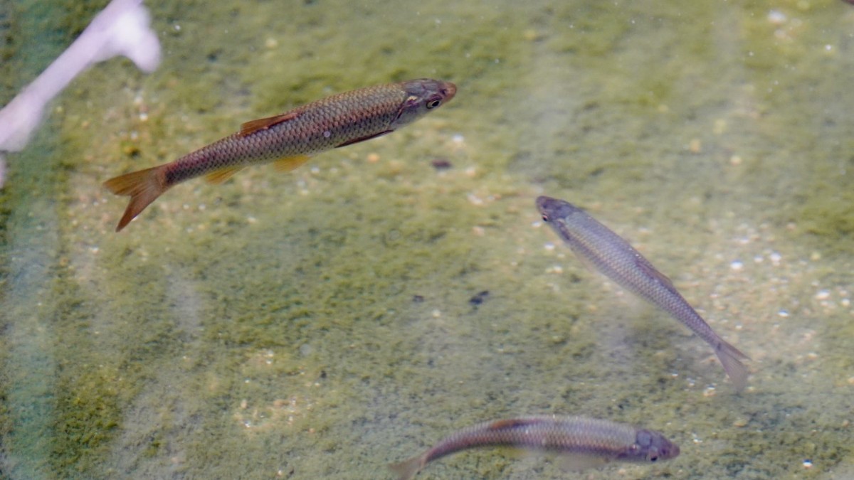 Son especies que estaban presentes en el río a mediados del siglo XX y que desaparecieron tras las modificaciones sufridas en su hábitat