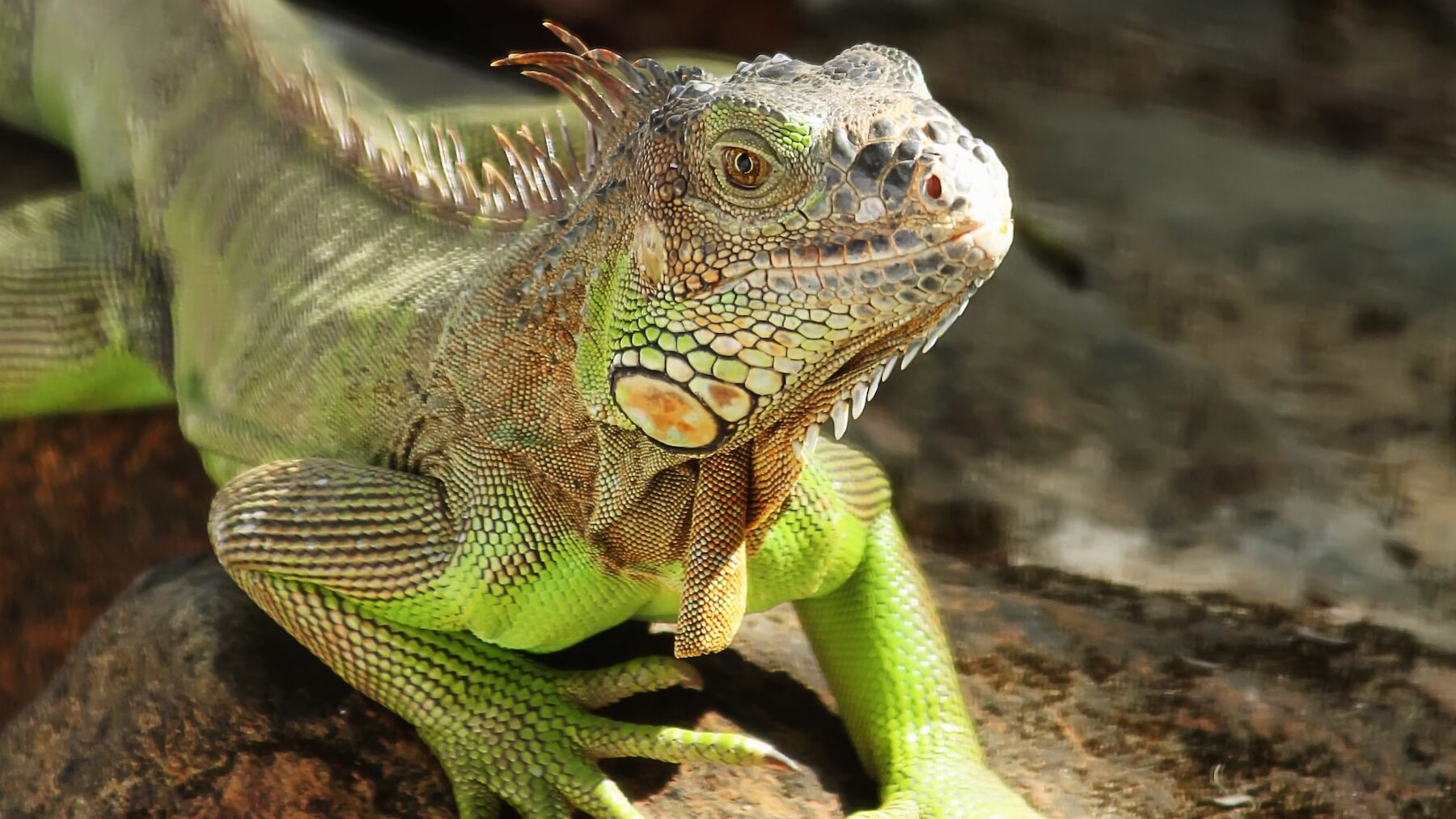 La nueva Ley de Bienestar Animal obligará a los dueños de las iguanas a entregarlas a un centro de protección