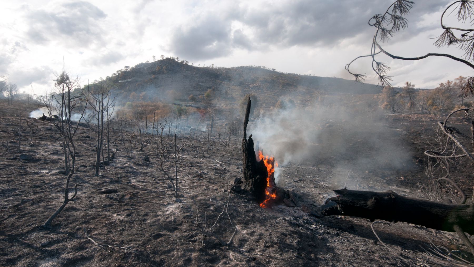 Ecosistemas incendios