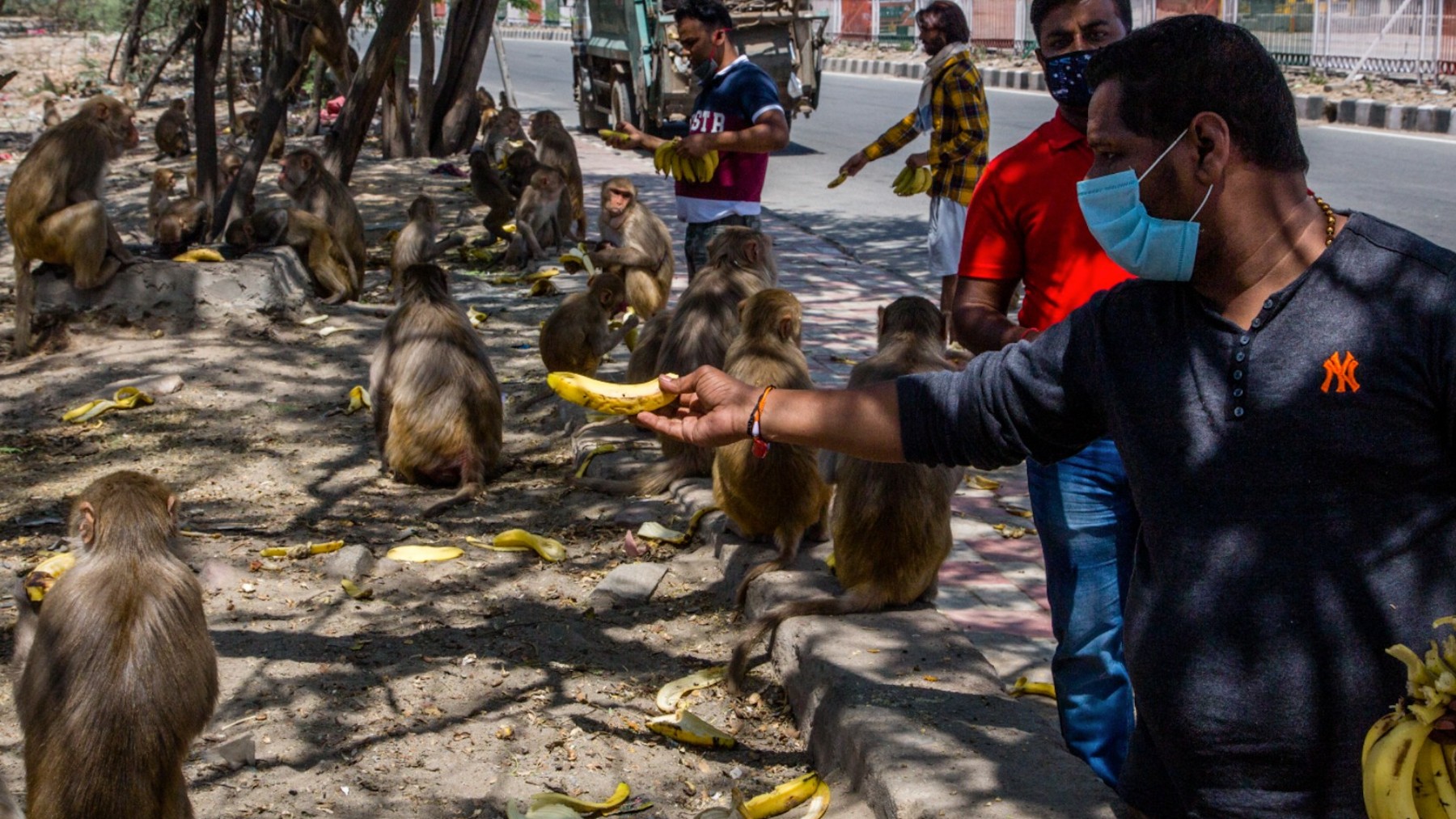 Los hombres dan plátanos a los monos reunidos cerca de una carretera en Nueva Delhi, India.