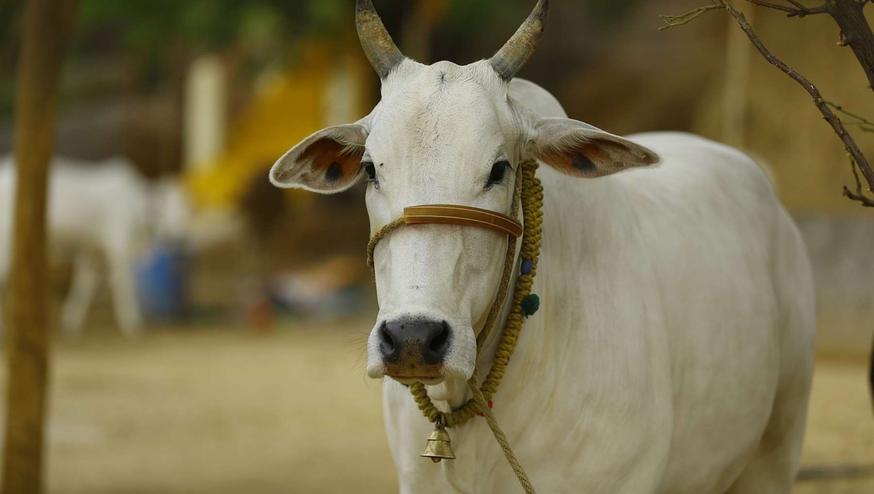 Animale sagrados