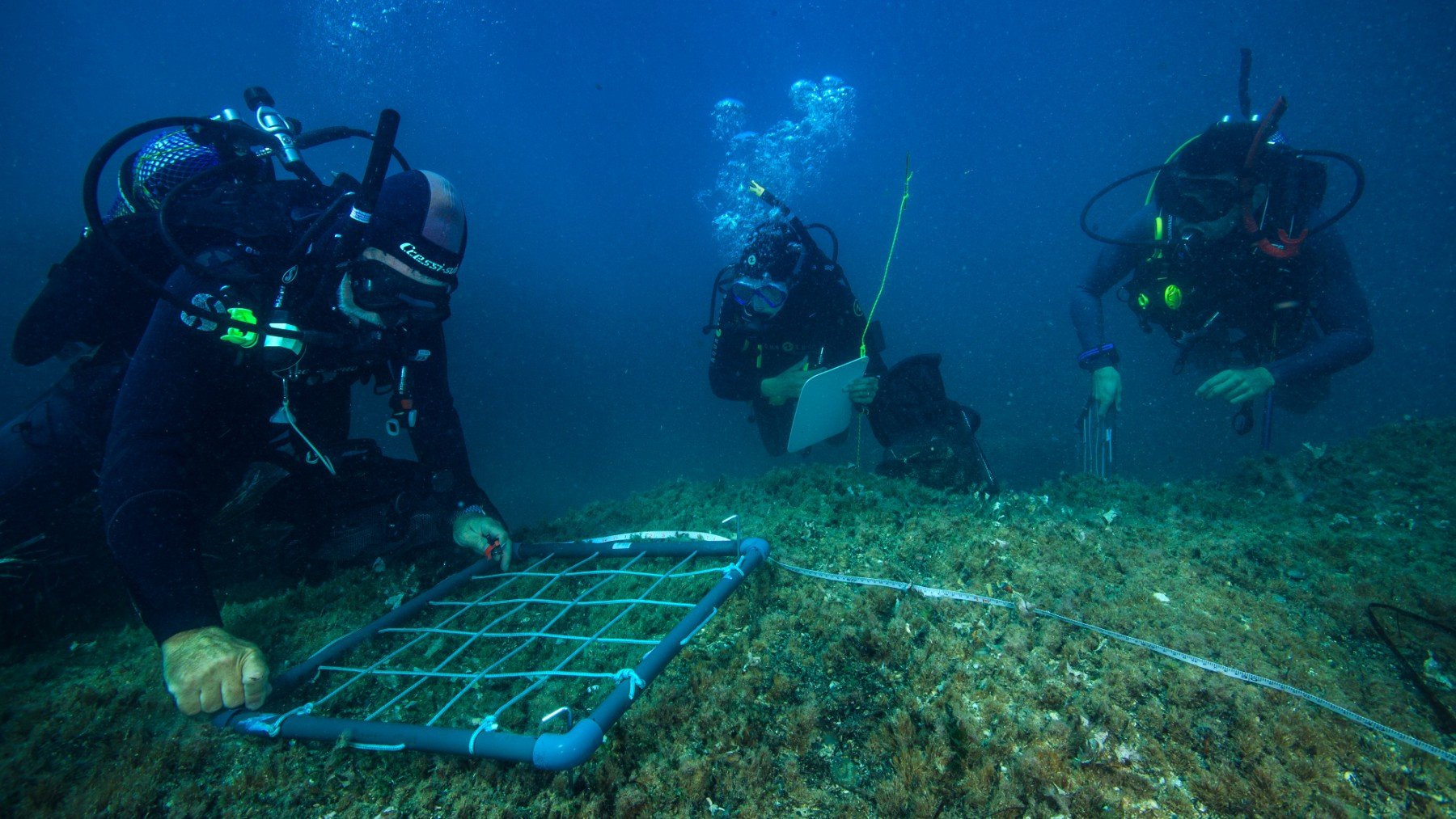 El proyecto tiene como objetivo plantar manualmente más de mil ejemplares de posidonias en Ibiza