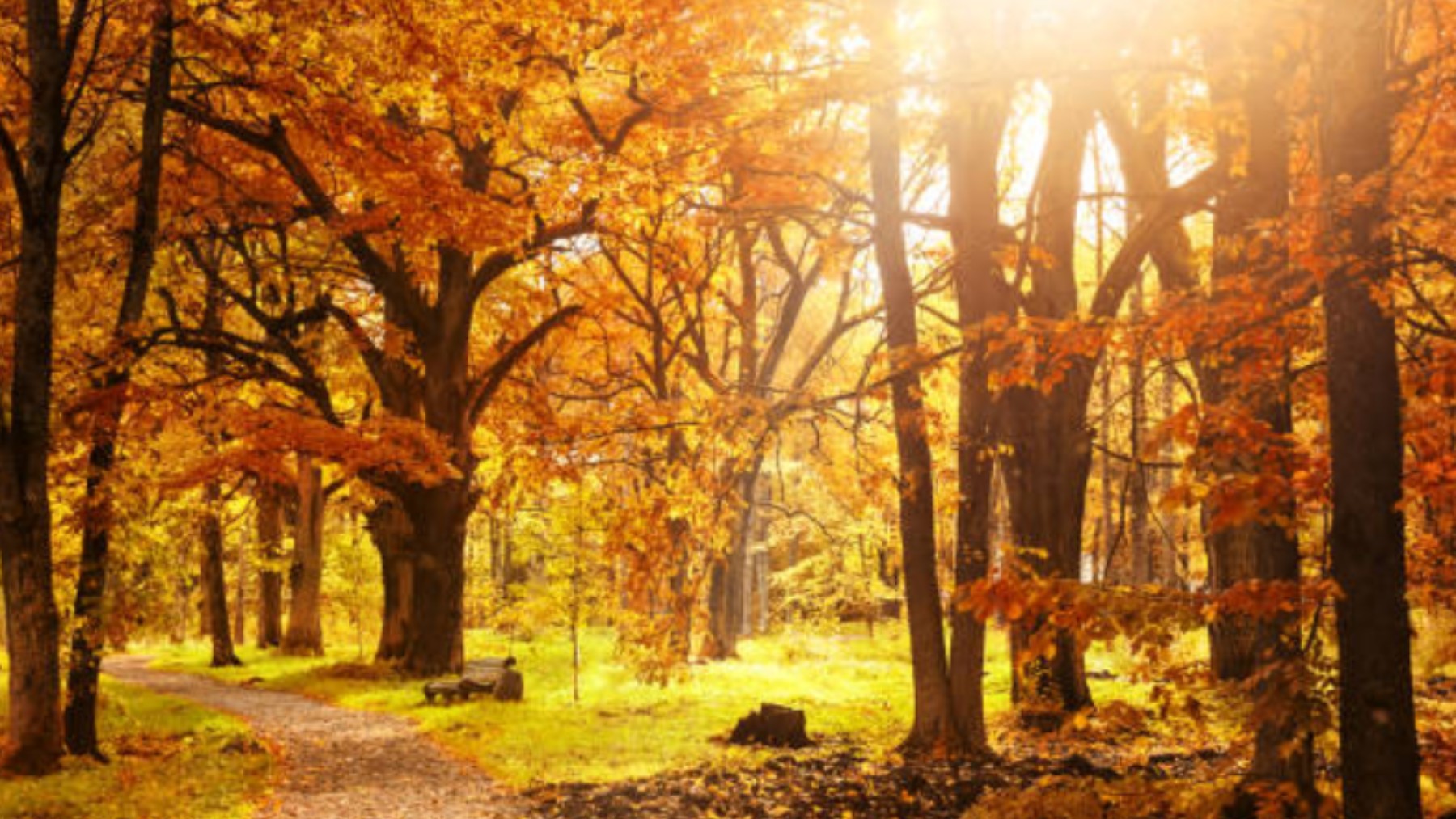 Los jardines y parques más bonitos de España para disfrutar de la caída de las hojas del otoño