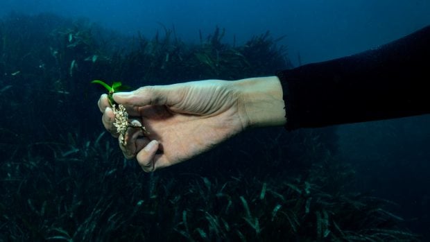 Planta de posidonia ibiza