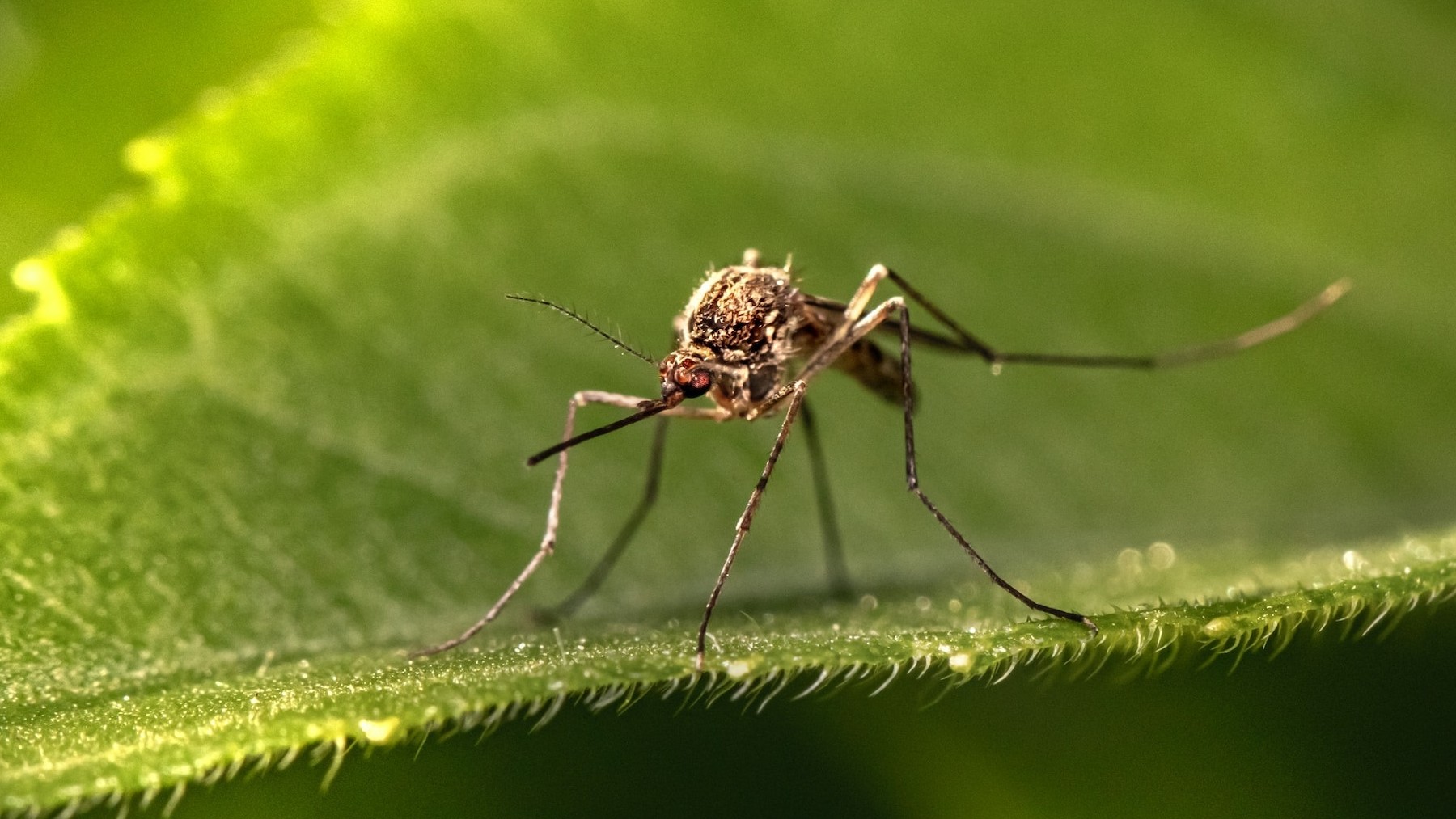 El mosquito tigre es una de las especies invasoras en España que causa problemas sanitarios