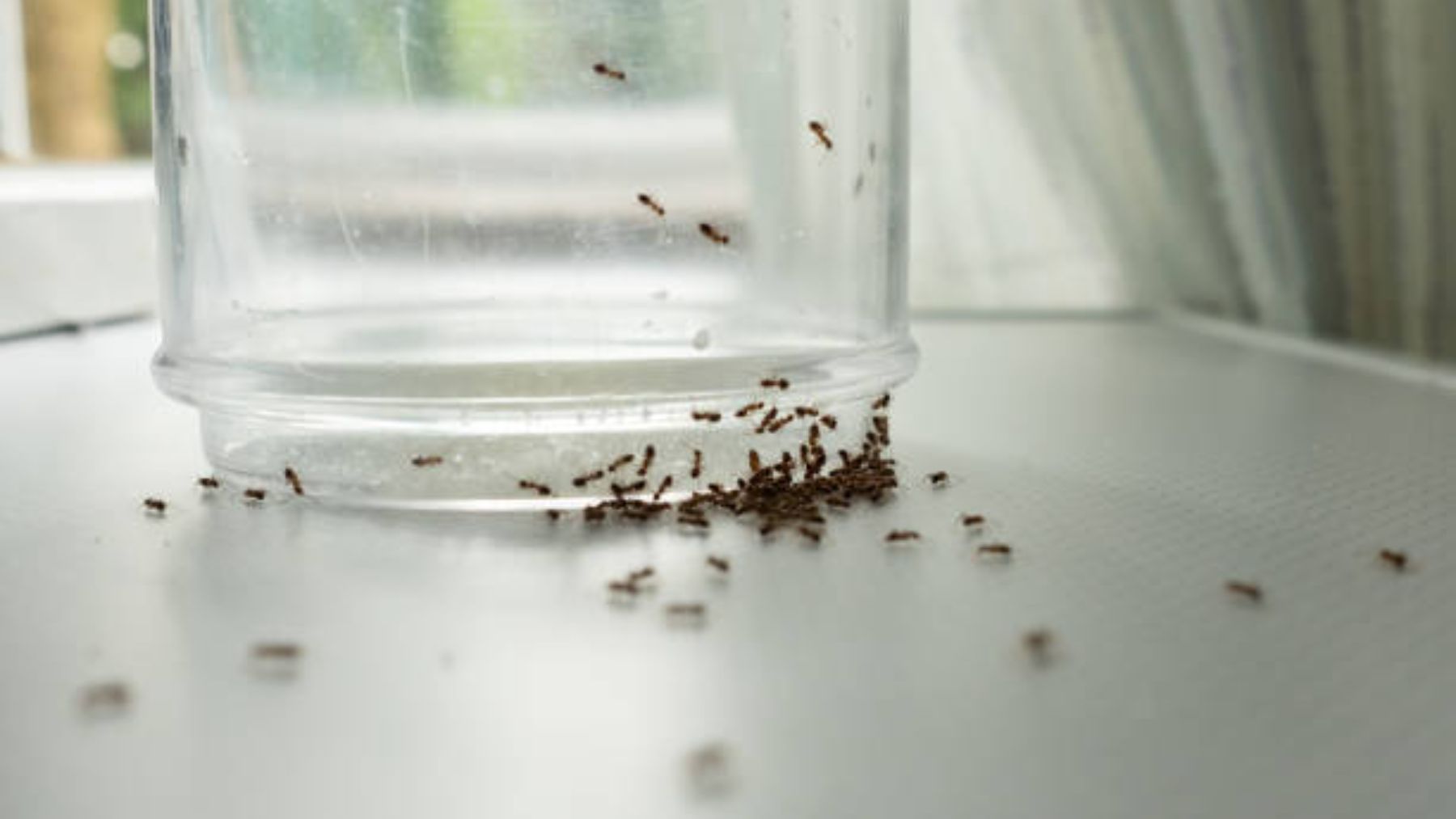 Descubre el error que implica matar una hormiga en casa