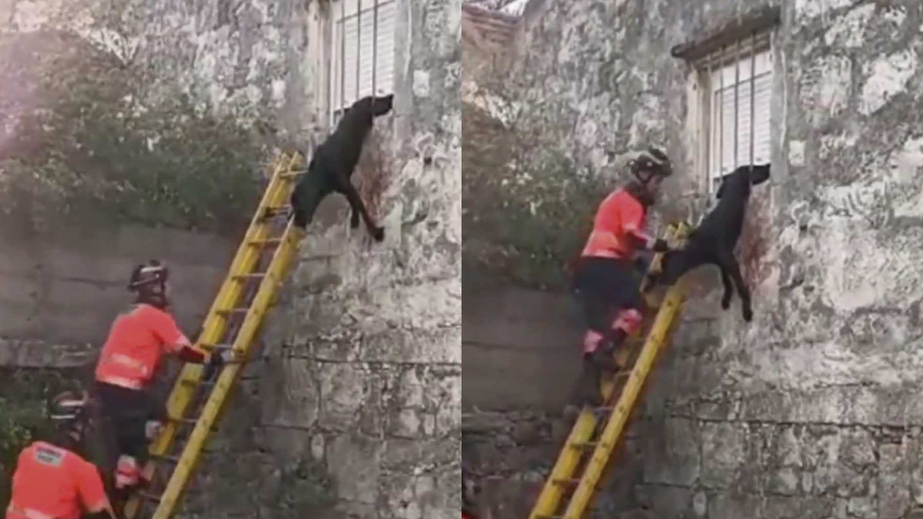El angustioso rescate de un perro en Vigo