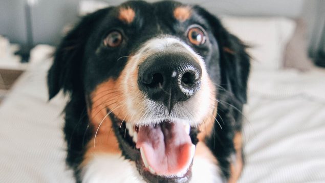 Dudas y respuestas sobre el seguro obligatorio para perros: todo lo que debes saber