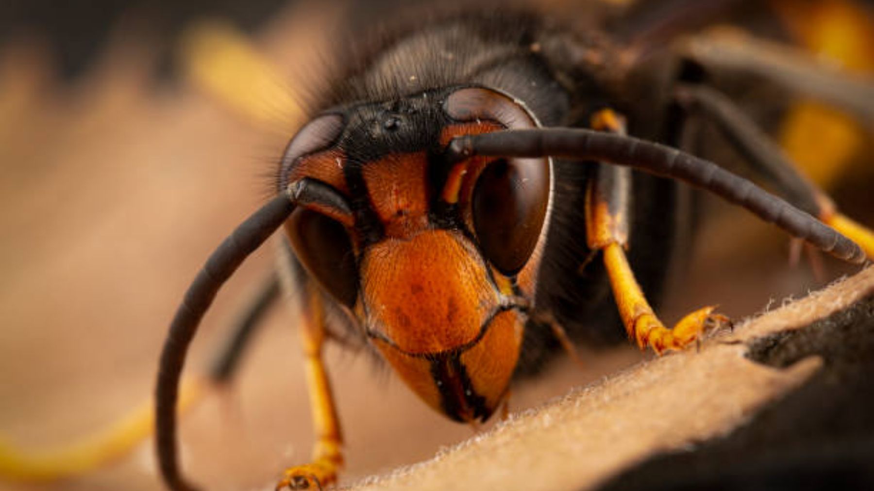 La avispa asiática amenaza a las abejas