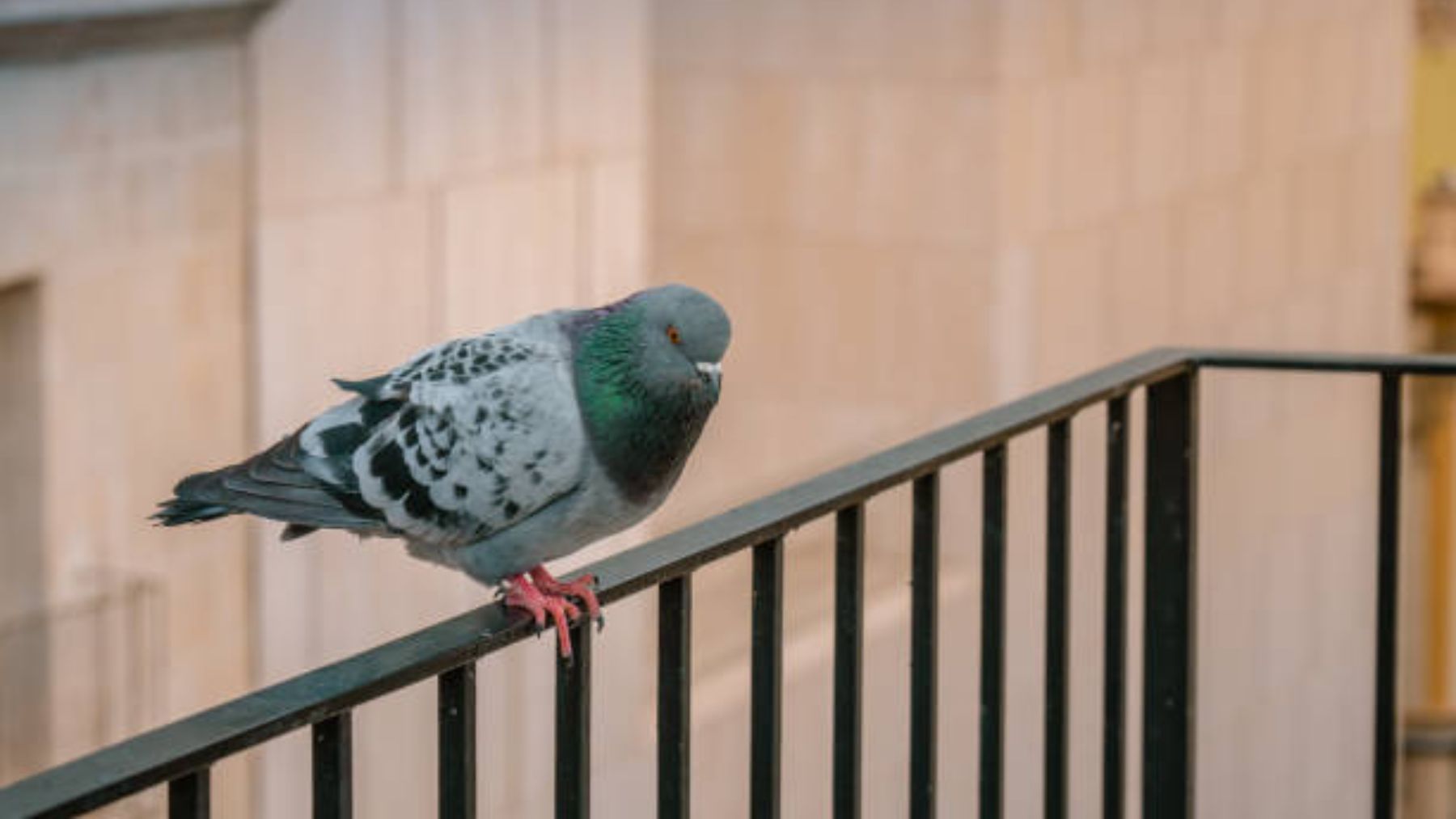 El sencillo truco para espantar a las palomas de tu terraza: es natural y no necesitas instalaciones