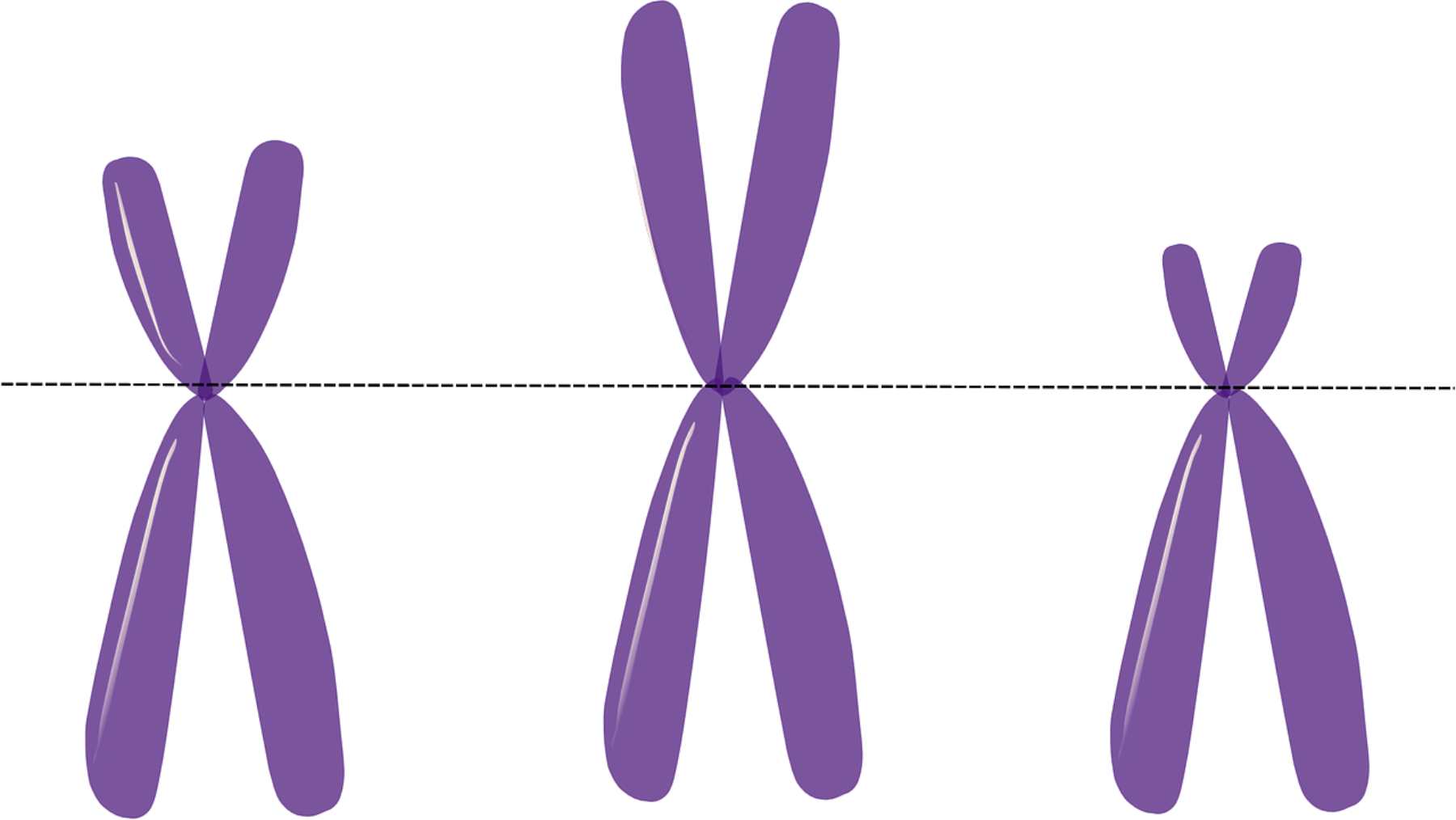 Secuencia completa del cromosoma Y