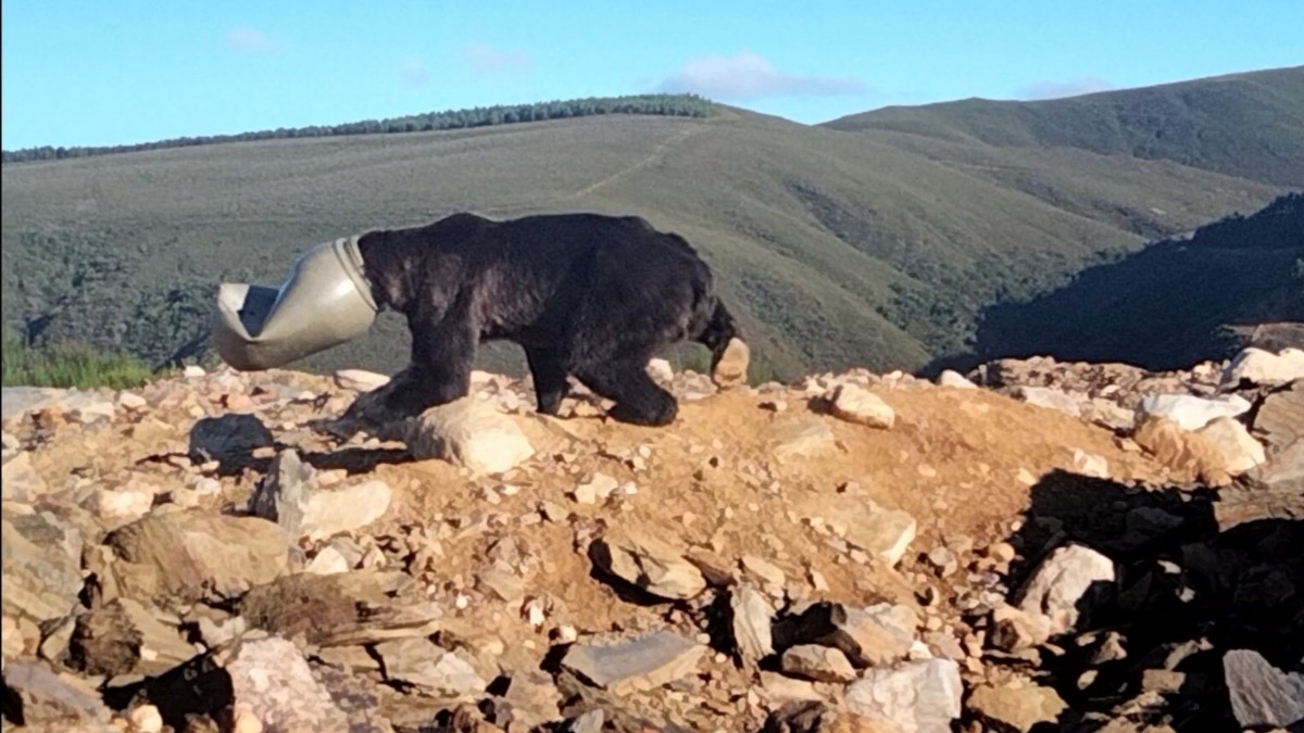 Momento en el que localizan al oso pardo con el bidón de plástico en la cabeza