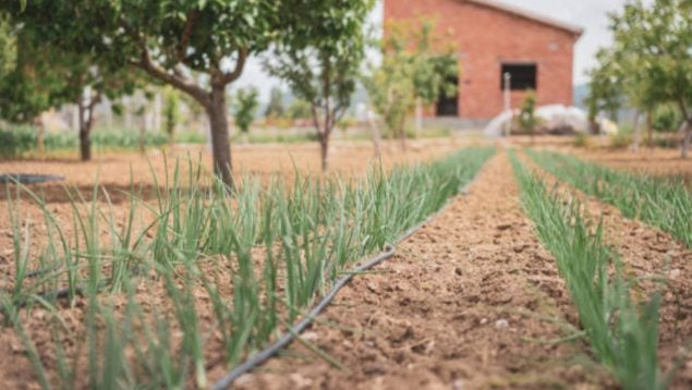 ¿Siempre has soñado con tener una gran finca? Puedes tener un terreno por 100 euros