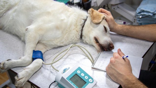 Hay una ayuda para ir gratis al veterinario y no lo sabías. Así la puedes conseguir