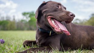 Los campos magnéticos son la clave. La razón por la que tu perro da vueltas antes de hacer caca